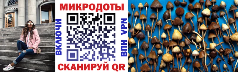 Купить закладки Каспийск Галлюциногенные грибы Psilocybine cubensis